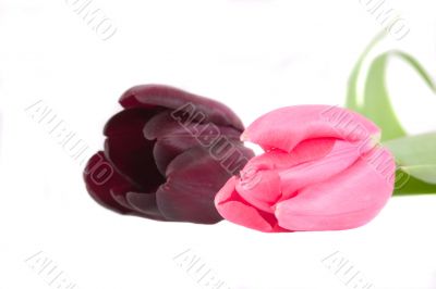 Tulips in spring