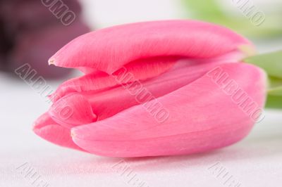 Pretty pink tulip