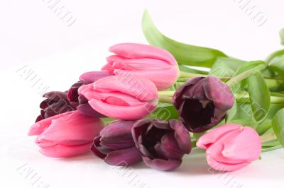Bunch of tulips over white