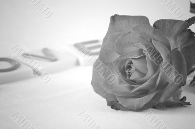 Rose in b&w