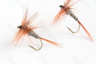 Trout fly