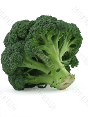 appetizing broccoli on white background