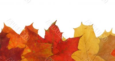 maple leaves in line