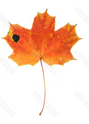 maple leaf with holes and spots