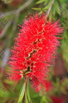 Bottlebrush Callistemon