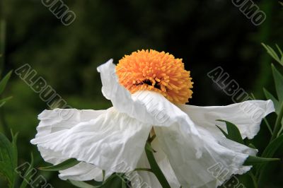 Tree Poppy Romneya Harvey