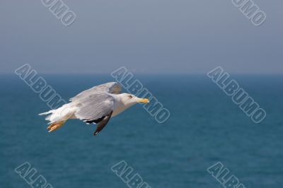 Seagull in flight