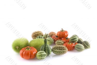 Different pumpkins