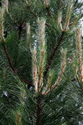 Pine Pinus