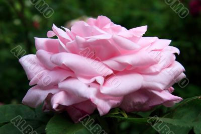 Rosa Baroness rothschild