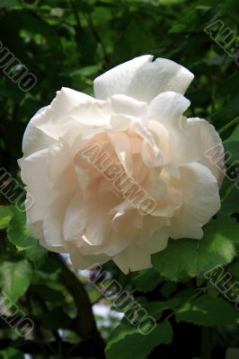 Rosa Madame alfred carriere