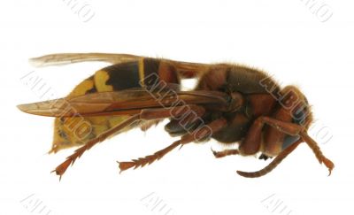 hornet extreme macro
