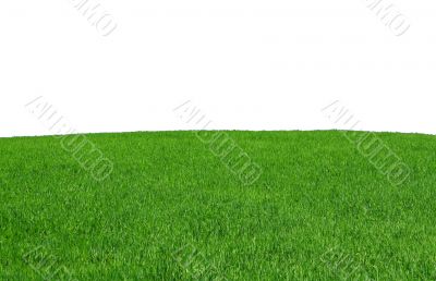 isolated grass field