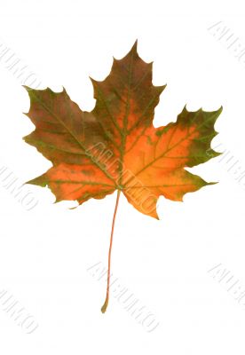 mapple fall leaf
