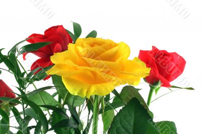roses on white