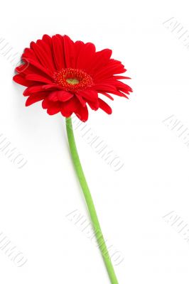 slender gerbera on white