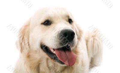 The gold retriever posing in studio.