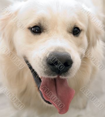 gold retriever posing in studio