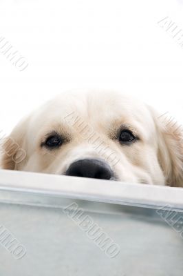 gold retriever posing in studio