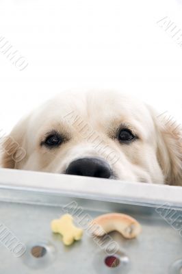 gold retriever posing in studio.