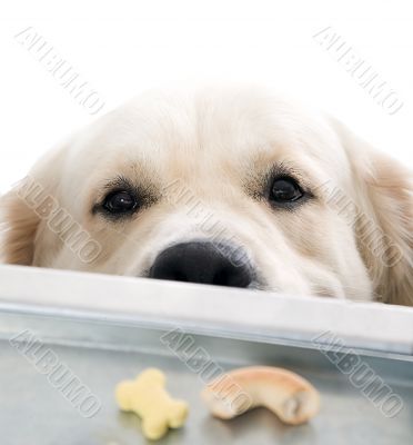 gold retriever posing in studio.