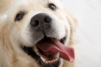 gold retriever posing in studio.