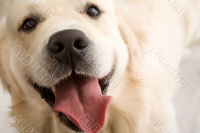 gold retriever posing in studio