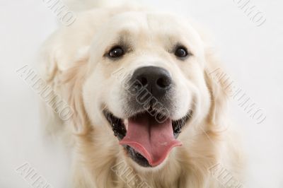 gold retriever posing in studio