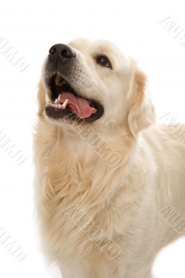 gold retriever posing in studio.