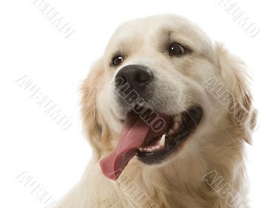 gold retriever posing in studio.
