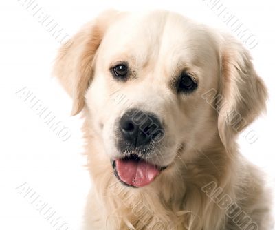 gold retriever posing in studio.