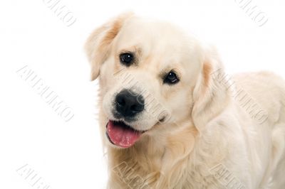 gold retriever posing in studio.