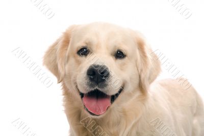gold retriever posing in studio