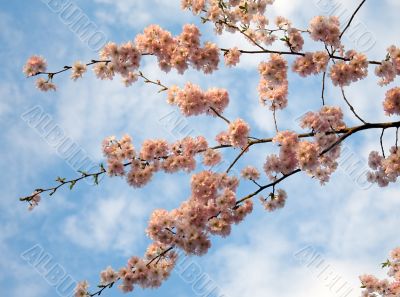 Branch of a blossoming tree.