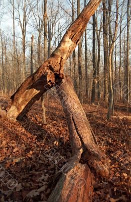 Fallen Tree