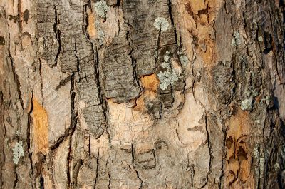 bark texture 2