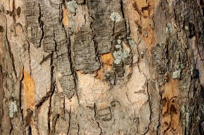 bark texture 2