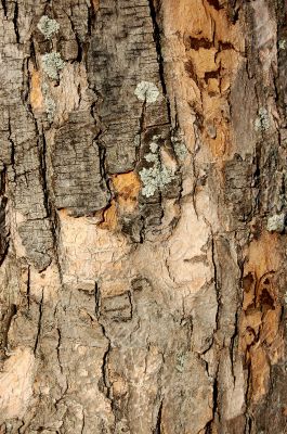 bark texture