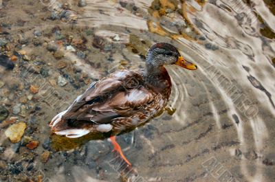 duck in water