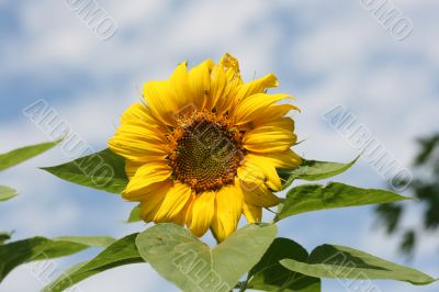 sunflower blossom