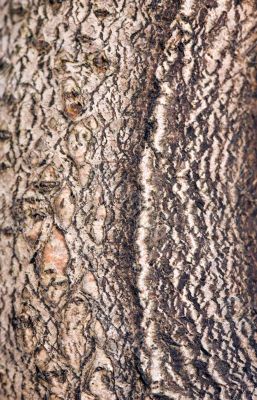 Bark of a tree