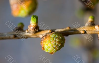Young cones