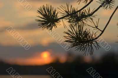 Pine branch on a background of a decline