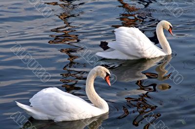 Pair of swans