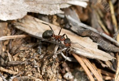 Red ant