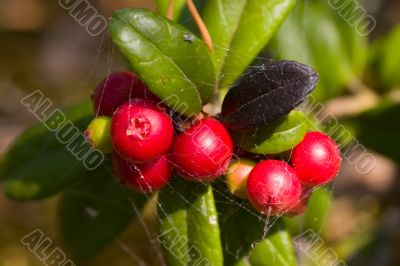 Cowberries