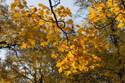 Yellow autumn