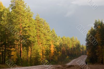 The lonely traveller on autumn road