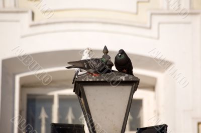 city pigeons