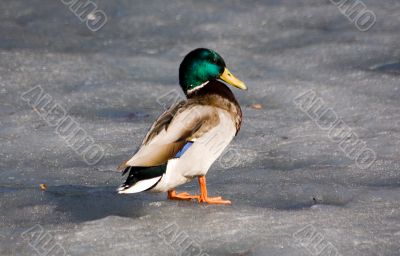 Duck on spring ice